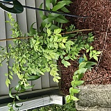 Burning bush 1
