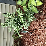 Burning bush 2