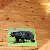 The largest bear that I have seen on our property.