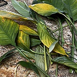 Over watering and cold weather took the bulk of her leaves. Soaking wet cold feet from shipping methods didn’t help.