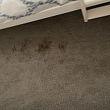 Stains on the carpet everywhere with what appears to be pet urine, food stains, and general grime.