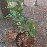 Parijata