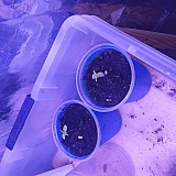 Every seed planted germinated andvturned yellow then died. My SOS seeds are growing excellent beside these ILGM Bogus beans.