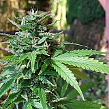 Almost ready! Another 30 days