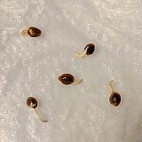 The Attitude Seedbank Seeds, not the 10 fails from ilgm.com