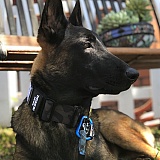 Follow my dog@sultan. Malinois