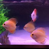 5 Assorted Discus from SomethingsPhishy.com