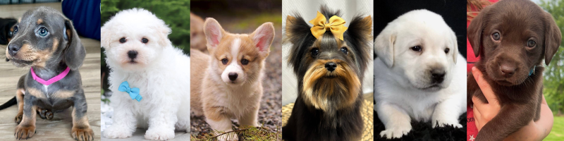 SmartCustomer Website Reviews and Complaints