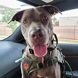 CODA was on the streets because of Sendero ridge occupants who discarded him in the night. You guys made him a service dog asap and saved his life affording me to keep him in an apartment without extra charges. Thank you!