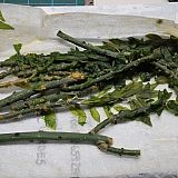 The deplorable condition my cuttings arrived in.