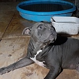 My 6 yr old. Has had an allergies problem and after just a couple of days his allergies lessened, his eyes stopped going up and his coat shined so beautiful. This is just one of my 6 beautiful babies. Had sent more photos of the others but not seeing the