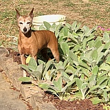 “JEWEL” She may be 11 but she acts like a 2 year old!