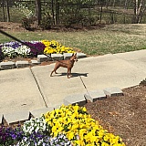 “JEWEL” at 5 yrs.