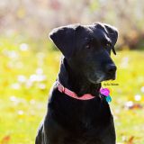 A photo of my dog wearing the same collar, but when it was newer.
Photo take October 27,2013