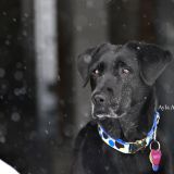 A front view to show the well made stainless steel clasp.
Photo taken sometime during the winter of 2014