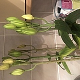 The Gift Wrapped White Lily Plant