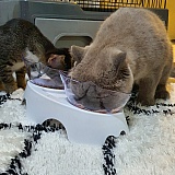 Feeding time for both boys!