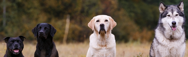 SmartCustomer Website Reviews and Complaints