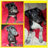 Aussiemix/Feist Puppies, 3 Females.