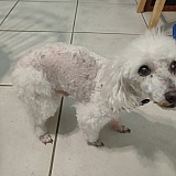 Grooming Service Dept.
PetSmart, Abercorn location
Savannah, Georgia