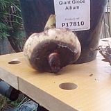 If this is the best bulb they have, I feel sorry for the one that got the worst one