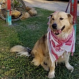 This is our rescue dog post, heartworms, tick worms and 14 weeks of chemo for canine testicular cancer.