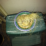Dead festuca