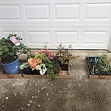 Right: $290 from burpee with 20% coupon plus shipping. Left: $288 at my local nursery.