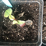 $14 purple coneflower