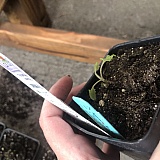 $14 agastache