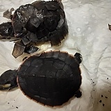 All 3 are bead within a 10 day frame of me getting them on the 3-24-2020.