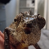 After his colors returned 4 hours after I received him is when I noticed how bad his mouth was