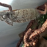 This is 1 month in my care, still sick and suffering because his lack of care at their facility