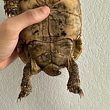 Notice the left leg and tell me that's healthy