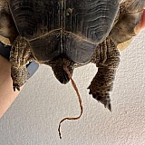 But of course they're captive bred