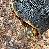 Redfoot died after about 2 months(RIP buddy)