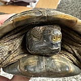 From mid December to this day, still suffering from myco