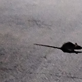 And this is the smallest one I have seen. (Not really so little is he?!?!)