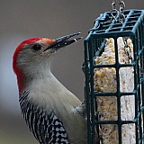 A red belly woodpecker.