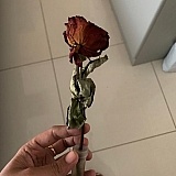 Guess the color of the rose!