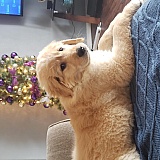 I would like to rotate this pic. I did it on my computer but it didnt stick. I also have another dog. He is from the pound. Such a sweet dog. He never does anything wrong, unlike my chewy golden retriever!