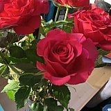 M&S roses - perfect!