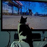 Darryl, enjoying an episode of "My Cat from Hell," in which Jackson Galaxy joins Philadelphia area animal rights groups for a catch-and-fix-and-release weekend.