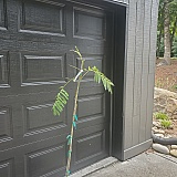 This tree is not worth $100