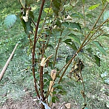 Obviously broken in half. Then it died completely.