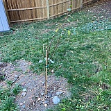 The nerve of them taking $200 for dead trees and not being responsible about it.