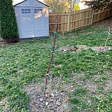 These 'trees' were supervised and watered daily. Never grew. Leaves died. Pathetic. Sold me dead trees my husband said they wouldn't take no matter how much care I gave. This company is not reputable. Pic 11/3/22