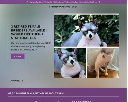 Sphynxbambinos4ever