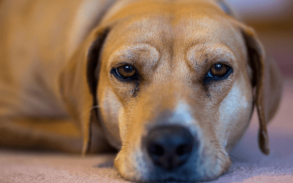Sad dog